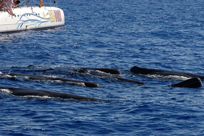 Seaborn Catamaran trips - Your Wildlife Chances: What You Can Hope to See (And What You Cannot Control)