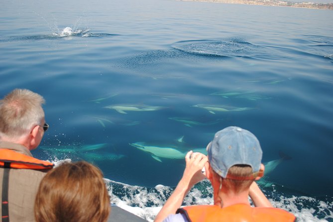 Sealife Sea Safari, Dolphin Watching with Marine Biologist's Lagos - Dolphins, Sea Life, and How the Crew Keeps Distance