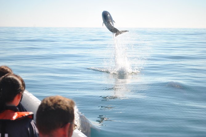 Sealife Sea Safari, Dolphin Watching with Marine Biologist's Lagos - Is It Worth $48.39? Value vs Crowds and Private Boats