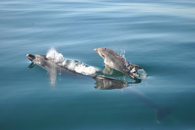 Sealife Sea Safari, Dolphin Watching with Marine Biologist's Lagos - Who This Trip Fits Best (Families, Science Fans, and Cautious Sea-Goers)