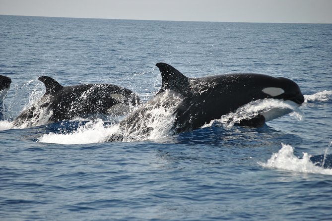 Sealife Sea Safari, Dolphin Watching with Marine Biologist's Lagos - Should You Book Sealife Sea Safari in Lagos?