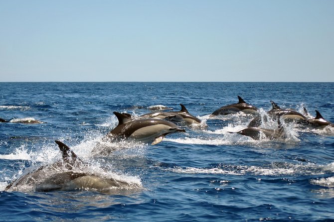 Sealife Sea Safari, Dolphin Watching with Marine Biologist's Lagos - How the 1.5-Hour Dolphin Safari Runs, Step by Step