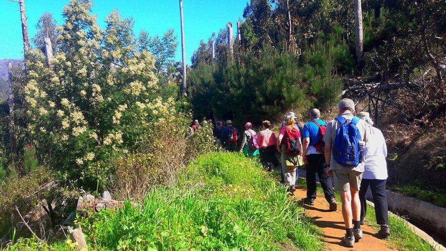 Serra de Água Valley Levada Walk - Native Flora and Fauna, Plus Real Levada Talk With Your Guide