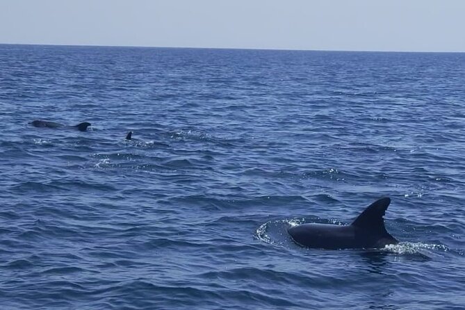 Sesimbra: Arrábida Dolphin and Whale Watching tour with biologist - Sesimbra Marina start: quick setup, then out to the protected waters