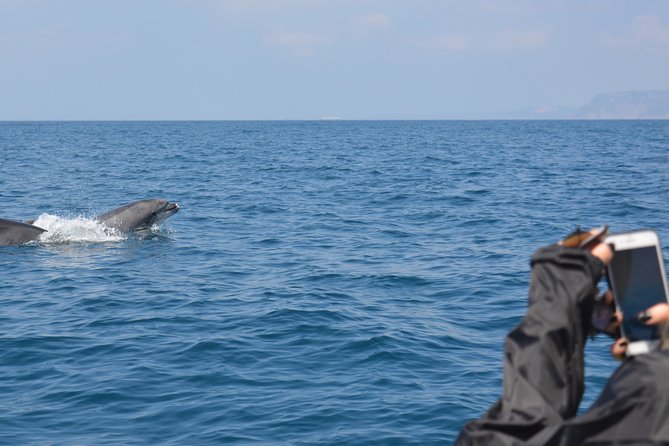 Sesimbra: Arrábida Dolphin and Whale Watching tour with biologist - Boat comfort and safety: what to expect, what to pack, and who should be cautious