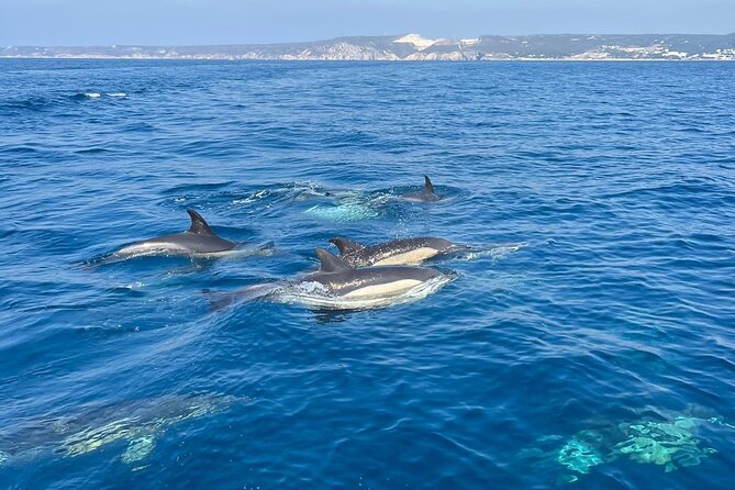 Sesimbra: Arrábida Dolphin and Whale Watching tour with biologist - Wildlife ethics: why the respectful approach often means better sightings