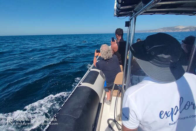 Sesimbra: Arrábida Dolphin and Whale Watching tour with biologist - Price and value: is $66.42 worth it for what you get?