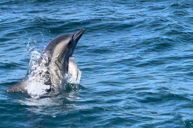 Sesimbra: Arrábida Dolphin and Whale Watching tour with biologist - Should you book Bolhas Tours in Sesimbra?