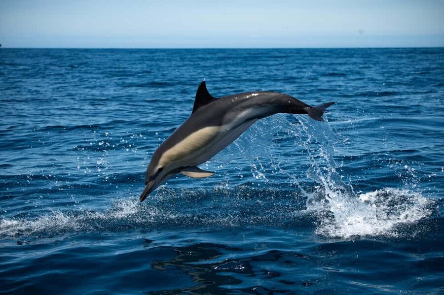 Sesimbra: Arrábida Dolphin Watching Boat Tour with Biologist - Key highlights that make this tour worth your time