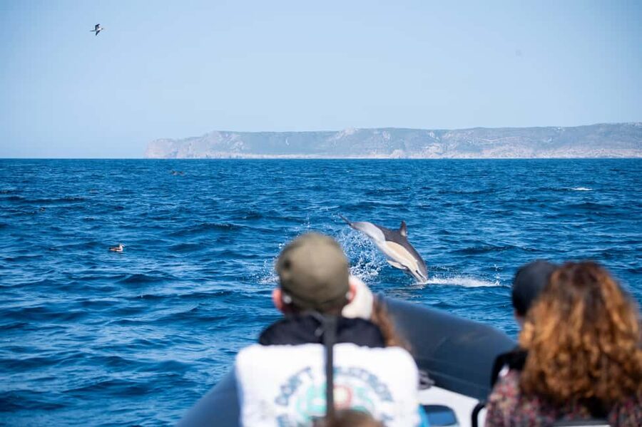 Sesimbra: Arrábida Dolphin Watching Boat Tour with Biologist - Arrábida Natural Park by boat, and why 3 hours is the sweet spot