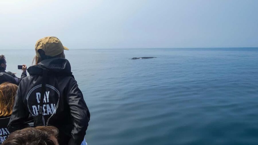 Sesimbra: Arrábida Dolphin Watching Boat Tour with Biologist - Stop-by-stop on the water: how the ride is structured for sightings