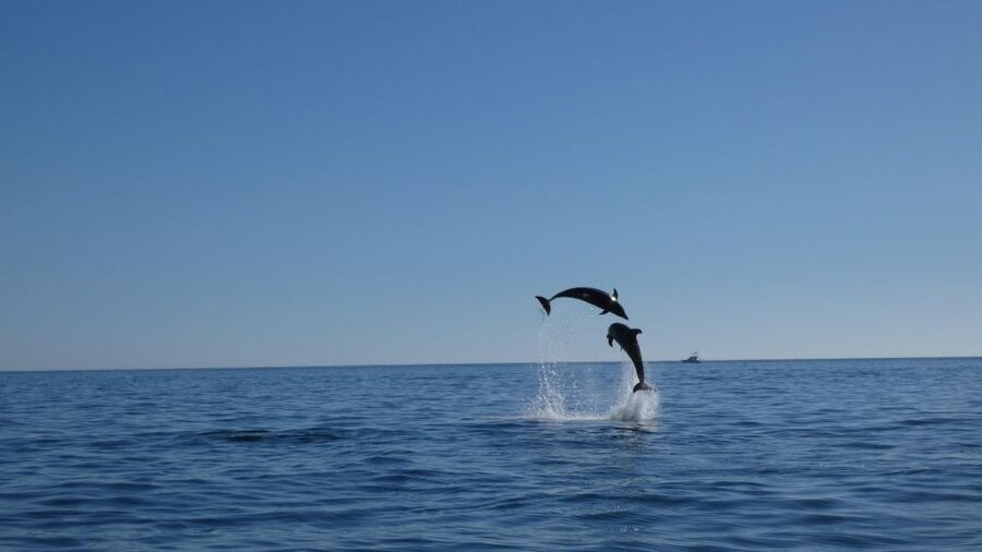 Sesimbra: Arrábida Dolphin Watching Boat Tour with Biologist - The biologist’s role: what you learn while you watch