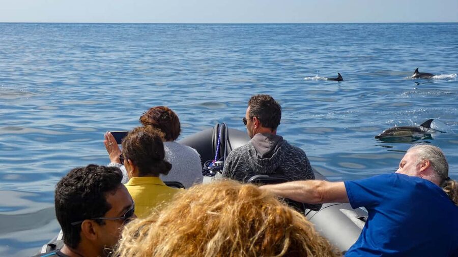 Sesimbra: Arrábida Dolphin Watching Boat Tour with Biologist - Photo stops on land: Praia da Mijona and Ribeiro do Cavalo Beach