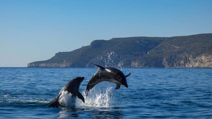Sesimbra: Arrábida Dolphin Watching Boat Tour with Biologist - Wildlife viewing style: close enough for fun, respectful enough for protection