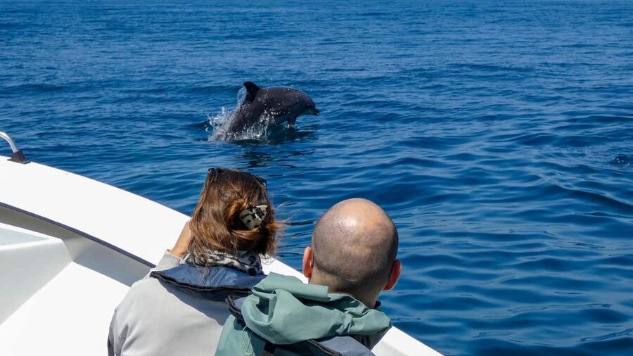 Sesimbra: Arrábida Dolphin Watching Boat Tour with Biologist - Price and included value: what $63 buys you on the water