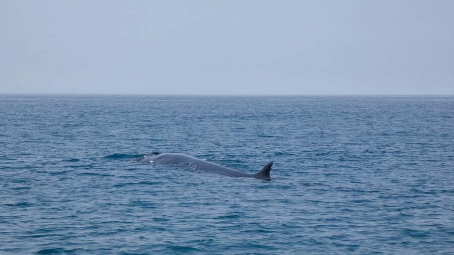 Sesimbra: Arrábida Dolphin Watching Boat Tour with Biologist - What to bring so you enjoy the whole day