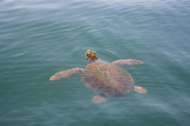 Sesimbra: Dolphin Watching Boat Tour with Biologist Guide - Practical tips: sun, swim gear, and how to leave the day clean