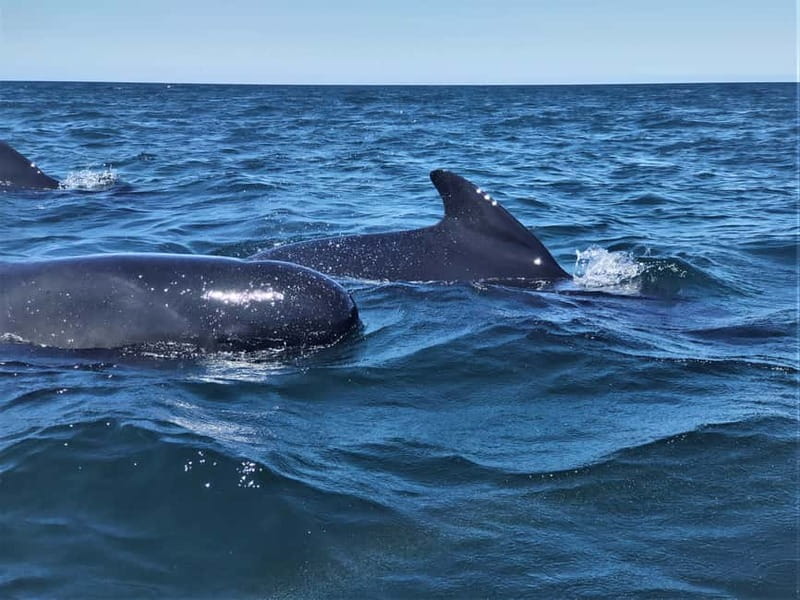 Sesimbra: Dolphin Watching Boat Tour with Biologist Guide - Bays, grottoes, and the Sesimbra coastline you get to see from sea level