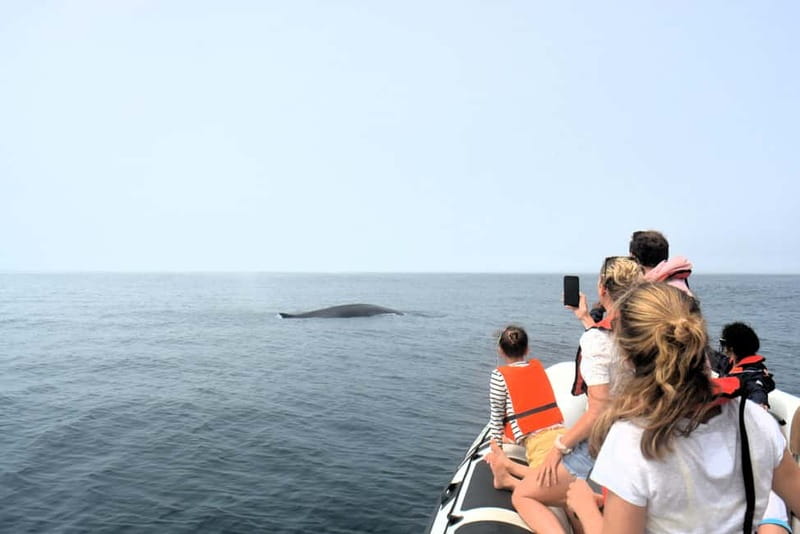Sesimbra: Dolphin Watching Boat Tour with Biologist Guide - Boat comfort, speed, and the one thing you should plan around