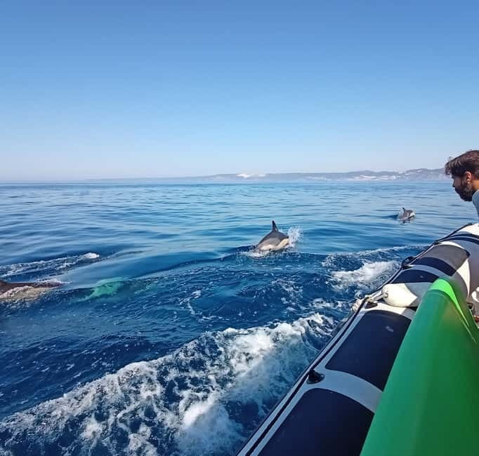 Sesimbra: Dolphin Watching Boat Tour with Biologist Guide - What’s included in the price, and how the $62 turns into value