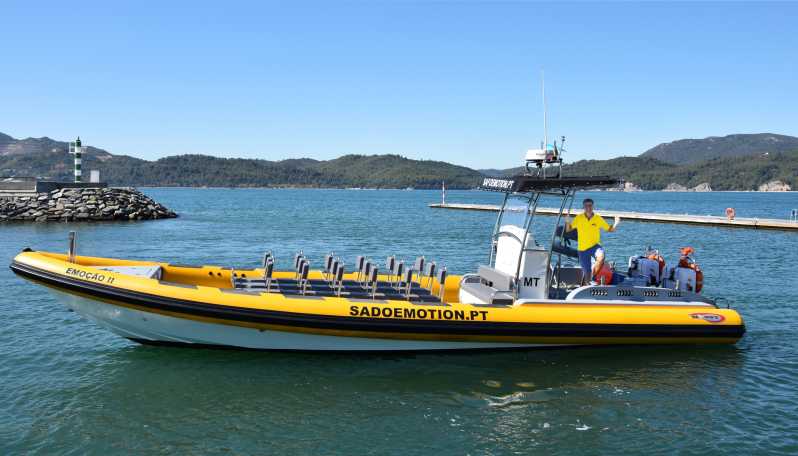 Setúbal and Tróia: Dolphin Watching and Arrábida Bays - A dolphin-watching trip that respects the animals