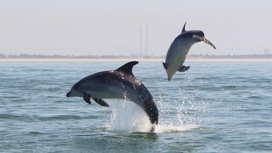 Setúbal and Tróia: Dolphin Watching and Arrábida Bays - Arrábida Bays, beaches, cave, and island, all in one loop