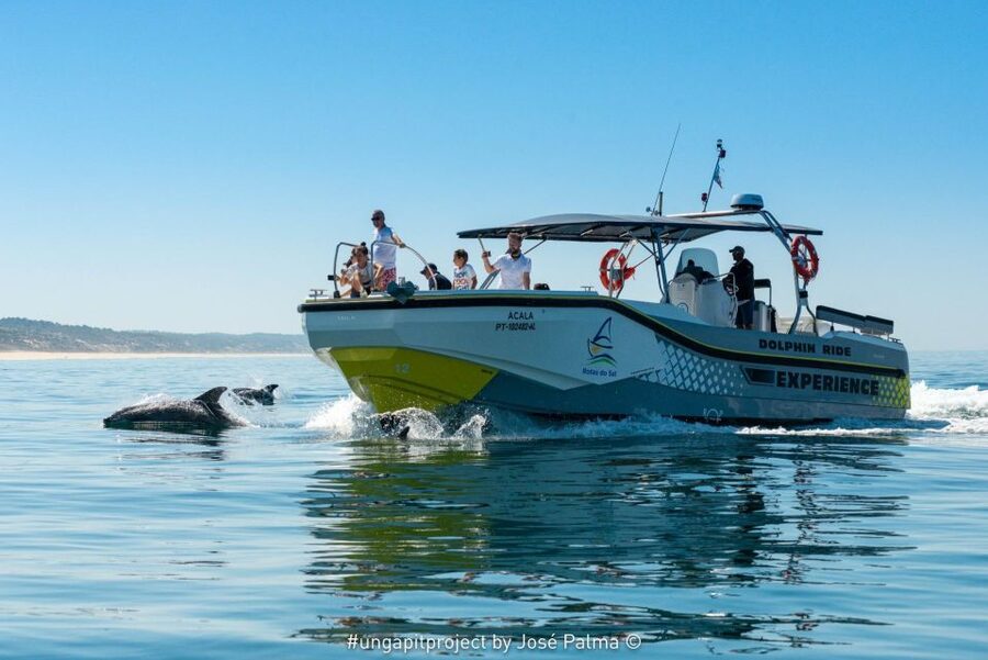 Setúbal: Dolphin Watching Boat Tour - Key points before you go