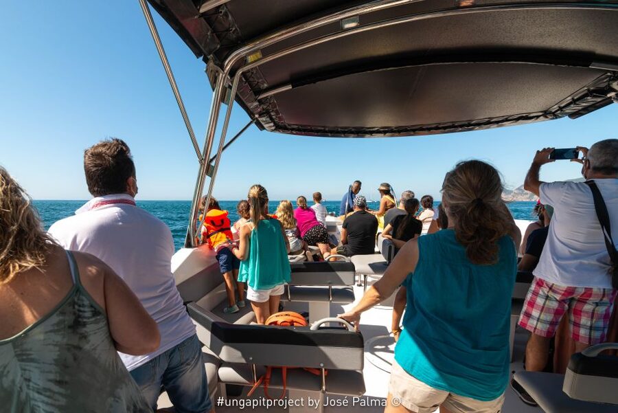 Setúbal: Dolphin Watching Boat Tour - Who should book this Setúbal dolphin watching boat tour
