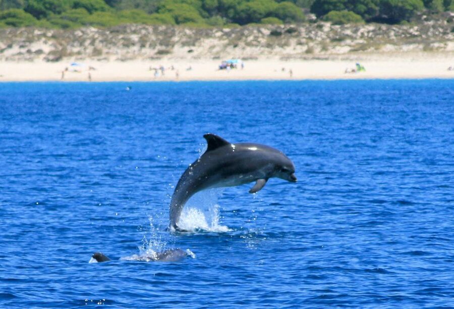 Setúbal: Dolphin Watching Boat Tour - Arrábida Natural Park stop: photos, coastline time, and the guide’s rhythm