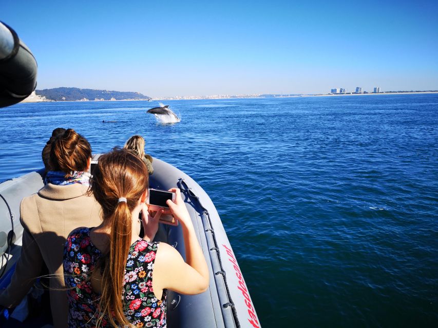 Setúbal: Dolphin Watching Boat Tour - The best parts people love most (and why they matter)