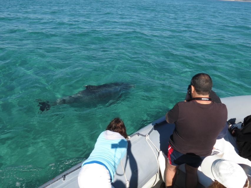 Setúbal: Dolphin Watching Boat Tour - Price and value: is $53 for two hours worth it?