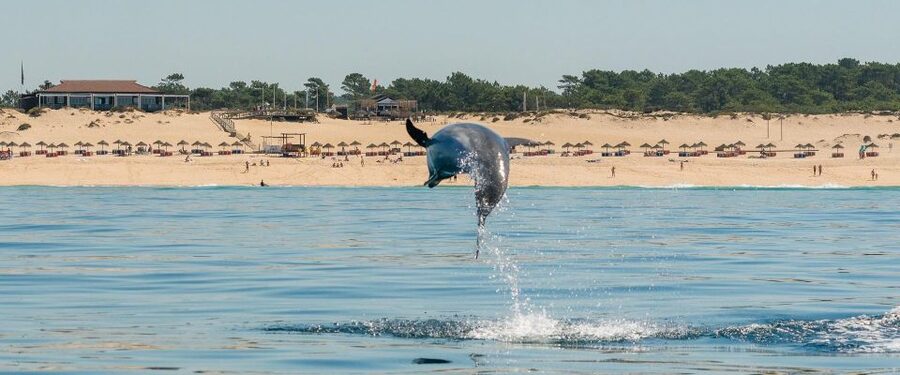 Setúbal: Dolphin Watching Boat Tour - What to wear and pack for a two-hour ocean outing