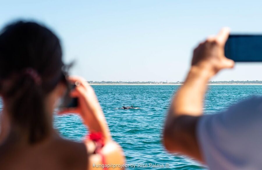 Setúbal: Dolphin Watching Boat Tour - The speedboat experience, modern comfort on moving water
