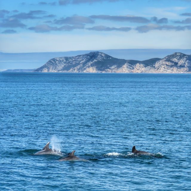 Setúbal: Dolphin Watching Tour - Setúbal Dolphin Watching, the Practical Way