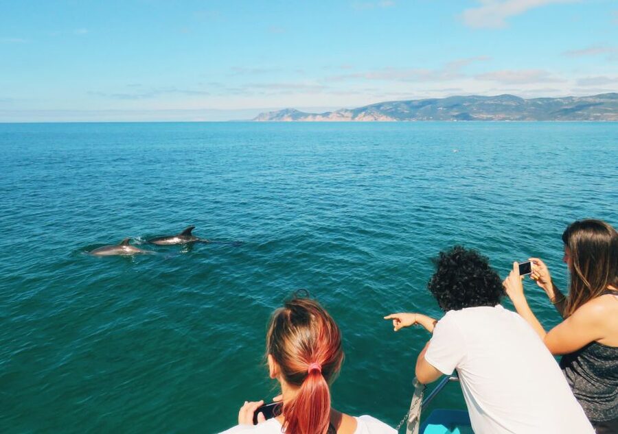Setúbal: Dolphin Watching Tour - Arrábida Mountain Views From the Waterline