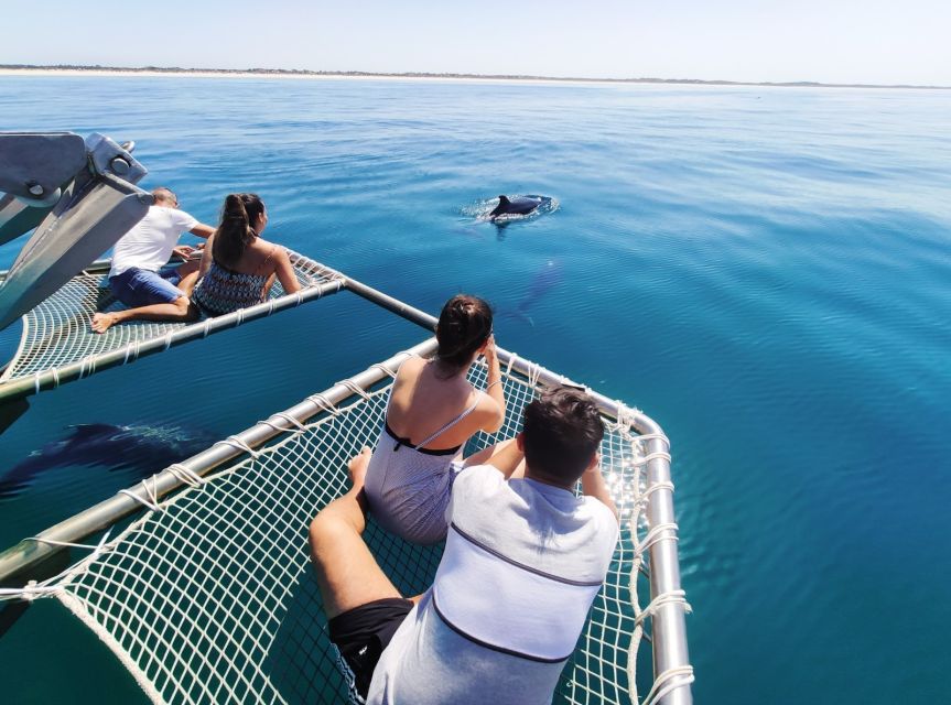 Setúbal: Dolphin Watching Tour - Underwater Rooms: Watching the Bay From Below