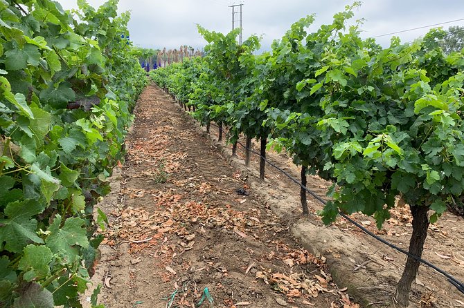 Setúbal Wine Tour with Visit and Tasting at 2 Wineries - Stop 2, Bacalhoa Vinhos de Portugal in Azeitão: modern design meets cellar atmosphere