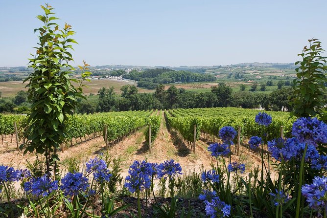 Setúbal Wine Tour with Visit and Tasting at 2 Wineries - Price and value for $117.96, especially with admission and transport included