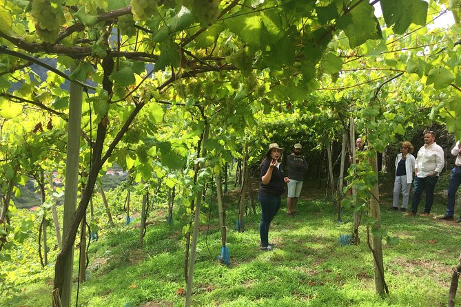 Signature Wine Tastings, Skywalk, Nature 4x4 Open Roof Expedition - Camara de Lobos Madeira wine lodge: tasting with a coastal town feel