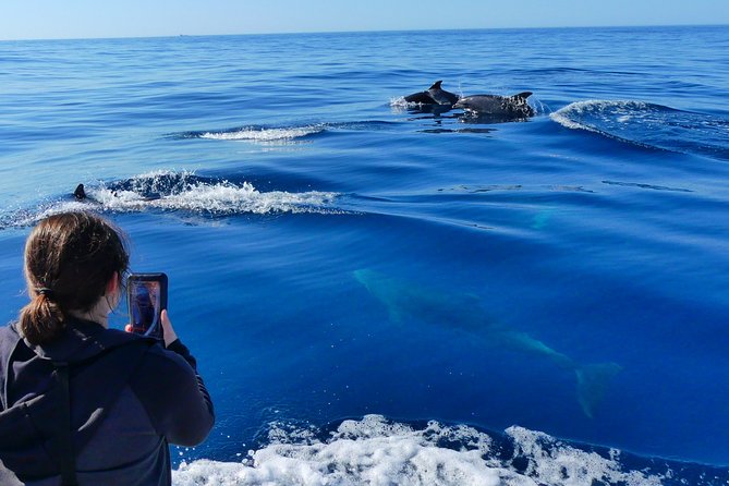 Small Group Dolphin and Wildlife Watching Tour in Faro - Getting to the Ginásio Clube Naval Meeting Point