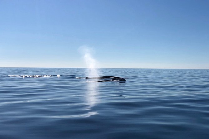 Small Group Dolphin and Wildlife Watching Tour in Faro - Wildlife Odds: Dolphins, Orcas, Whales, and the Seabird Bonus
