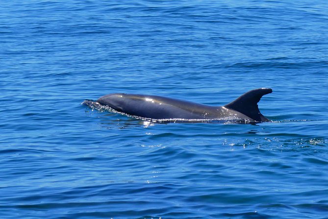 Small Group Dolphin and Wildlife Watching Tour in Faro - What the Marine Biologists Actually Do for You