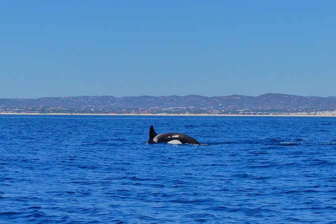 Small Group Dolphin and Wildlife Watching Tour in Faro - Boat Comfort and Safety on a RIB, Especially If Seas Get Rough
