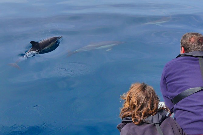 Small Group Dolphin and Wildlife Watching Tour in Faro - Price and Value at About $66.51 Per Person