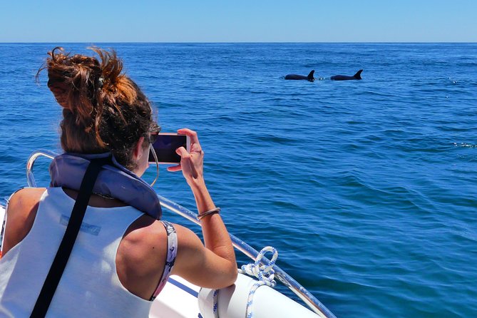 Small Group Dolphin and Wildlife Watching Tour in Faro - Who Should Book This Faro Dolphin Tour