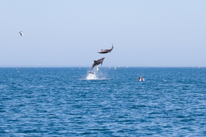 Small Group Dolphin and Wildlife Watching Tour in Faro - Ria Formosa to the Open Atlantic, What Happens During the 2.5 Hours