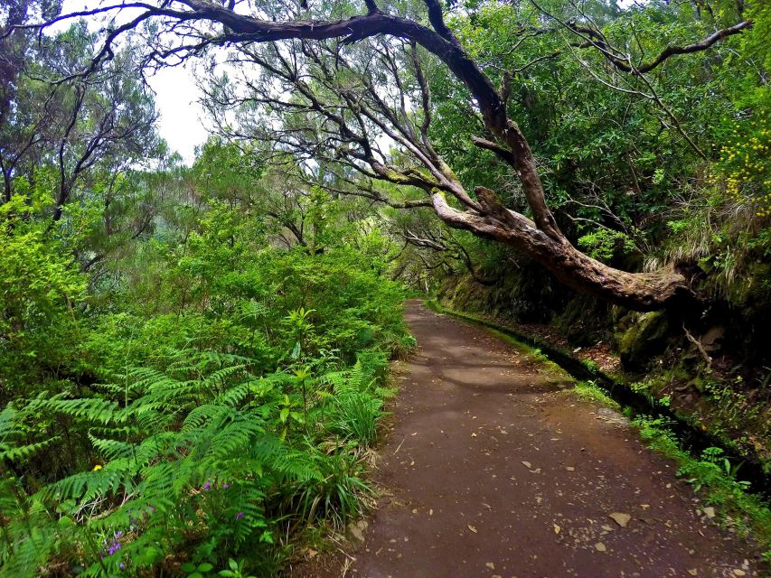 Small Group Walks Rabaçal 25 Fontes - Flora, Fauna, and Levada History You Can Actually Use
