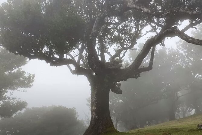 Small Group West Tour Waterfalls & Fanal Forest Tour - Cabo Girão sea cliff: the €3 fee buys you serious height
