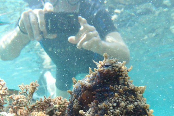Snorkeling Tour - Key Highlights You Should Care About