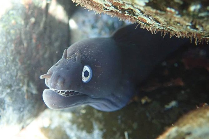 Snorkeling Tour - What You Might See: Octopus, Moray Eels, Fish, and Sometimes More